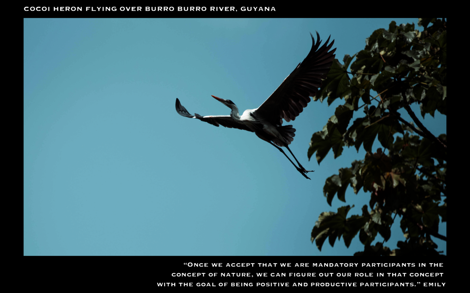 bird