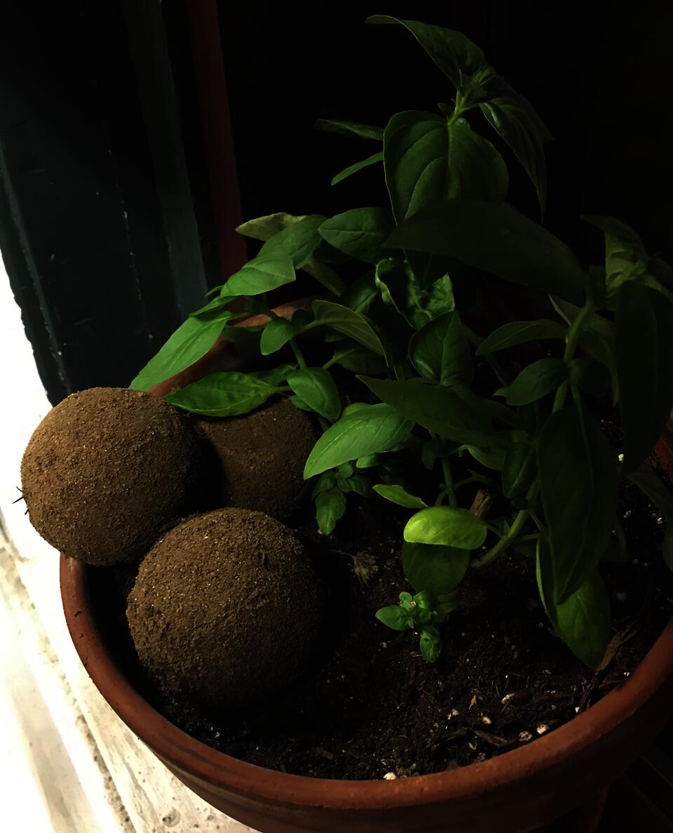 dorodango