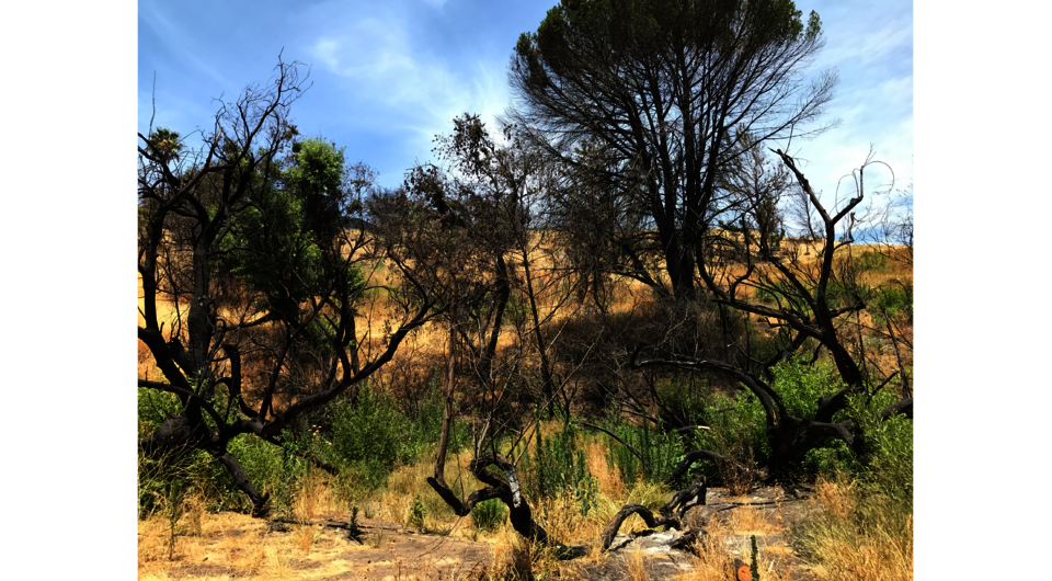 Local hiking trails affected by recent wildfires