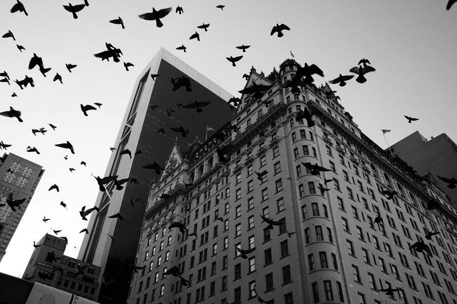 Birds in City Photo: James Maher