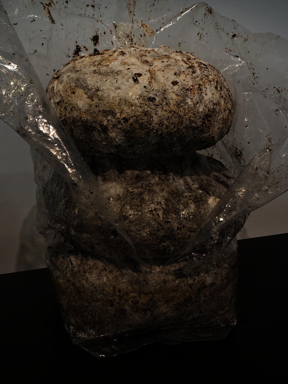Mycelium Stool