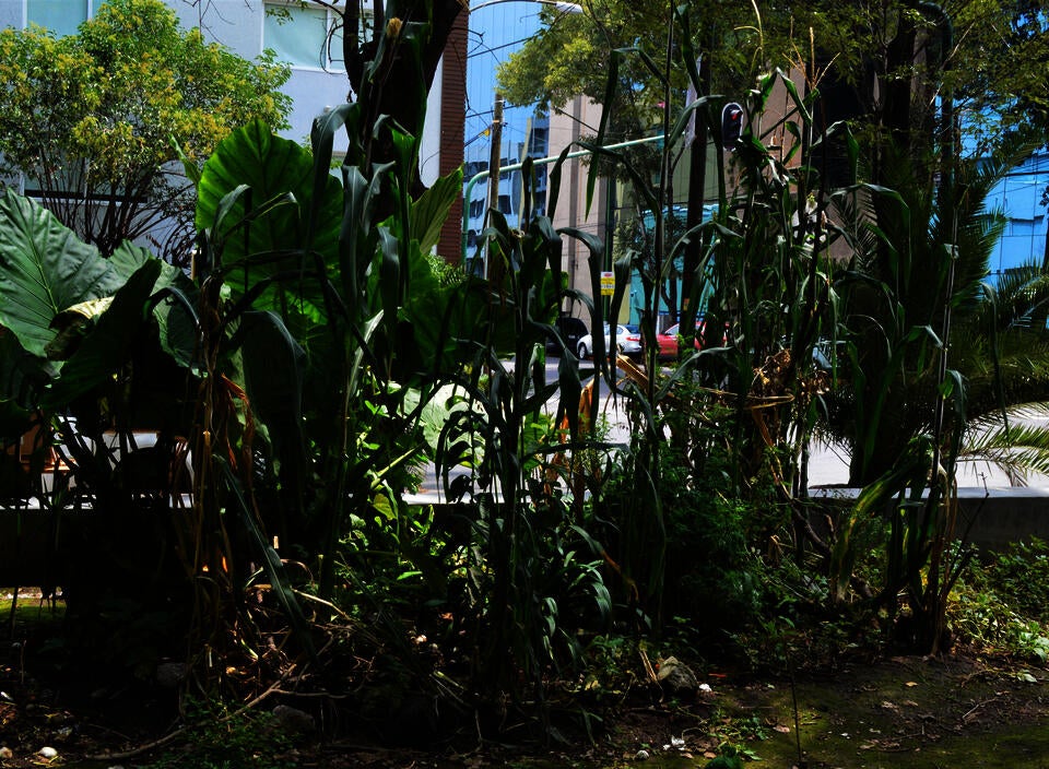 Milpa growing in an urban park