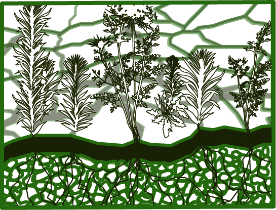 Crocodile crack cultivation diagram 4