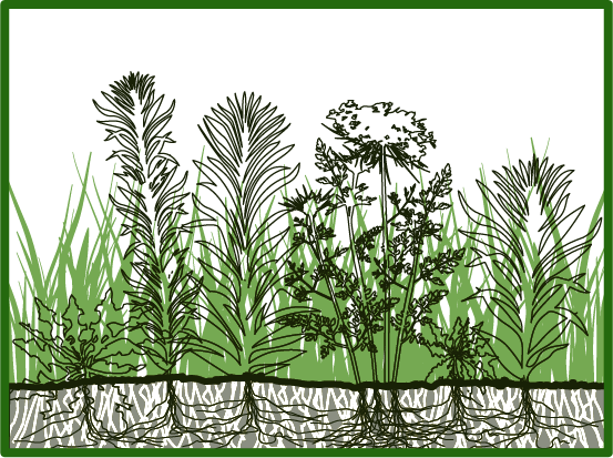 lawn meadow diagram 3