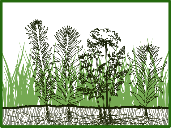 lawn meadow diagram 4