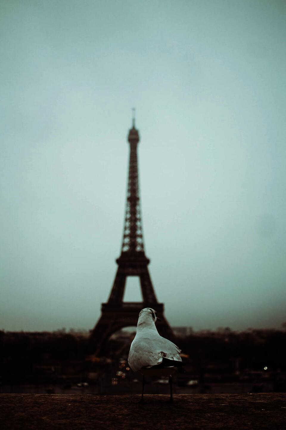 Photo: Bird In Paris by Leonardo Mazo