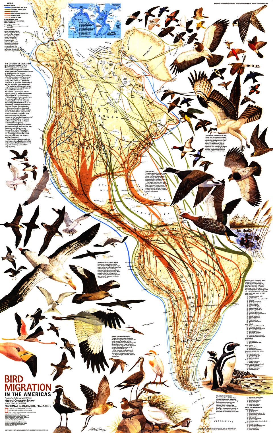 birds