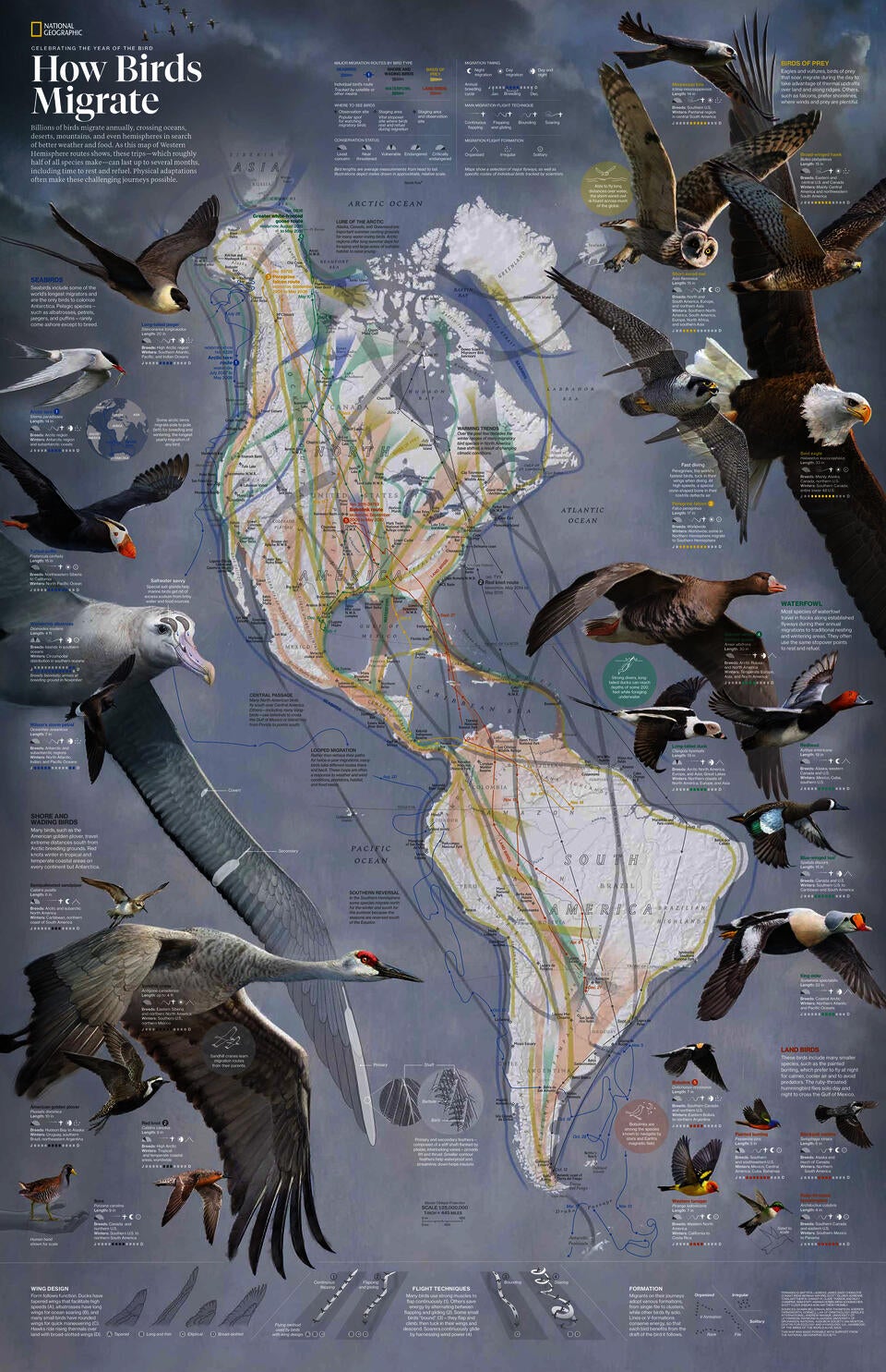birds
