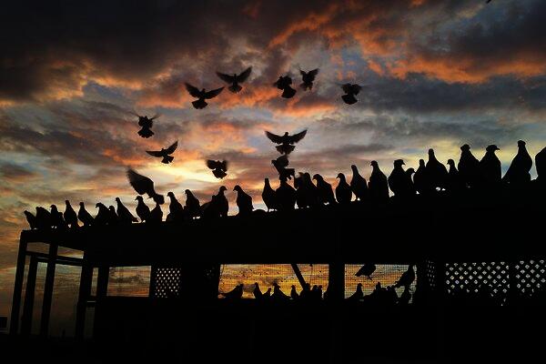Photo: Joshua Astor