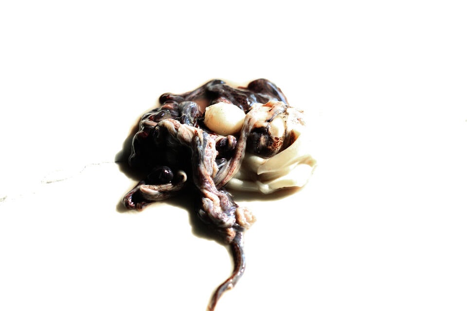 squid waste