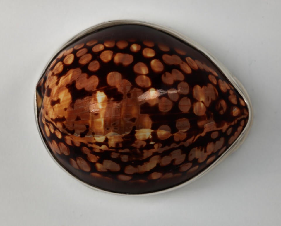 A box in the shape of a shell with mottled dark brown pattern. Silver band around bottom edge.