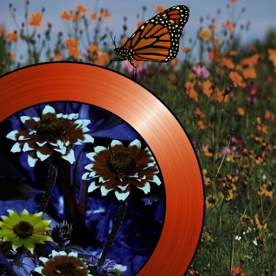 a periscope view of wildflowers. filters simulate animal vision so that we can see the scene as it appears to a butterfly.