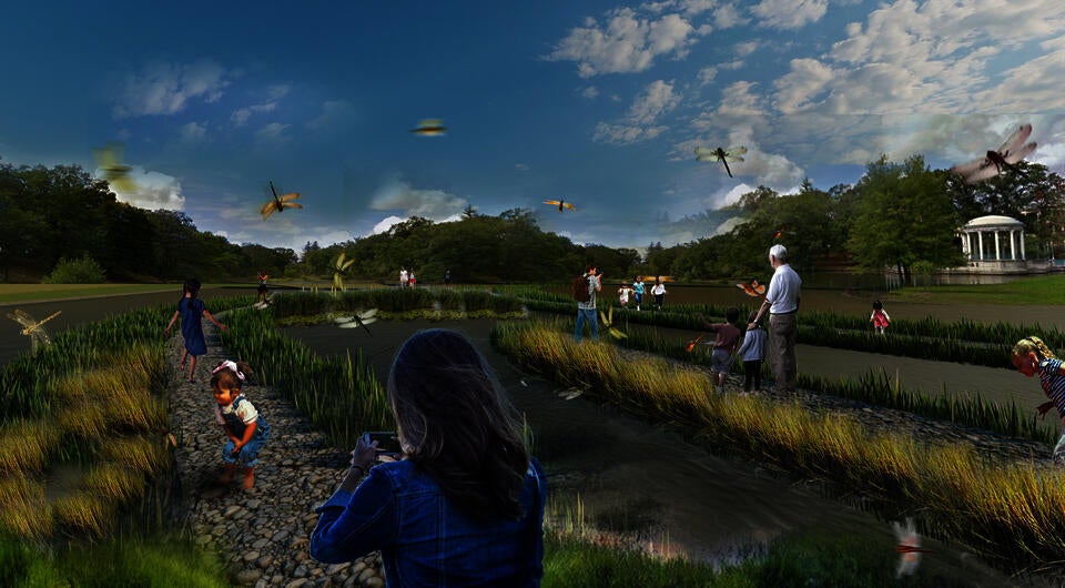 Different wetland plants on the side of rock berms create suitable habitats for dragonflies and help clean the water.