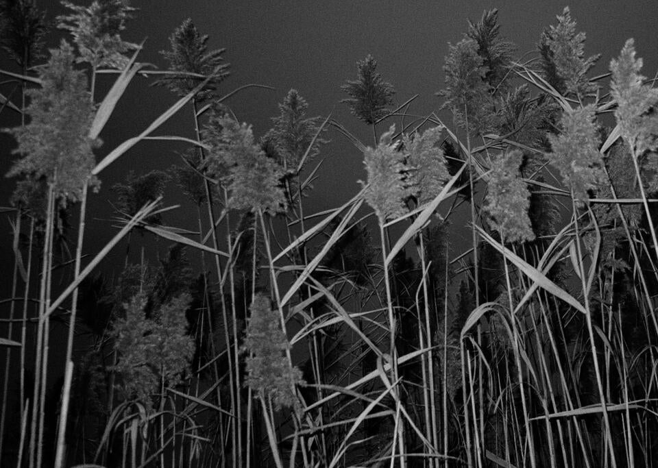 towering reeds lit by flash, all staring