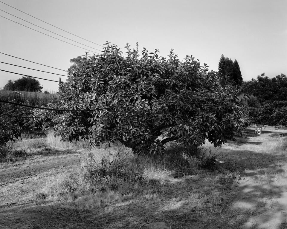 A black-and-white photograph of a fruiting persimmon tree in late afternoon sun.