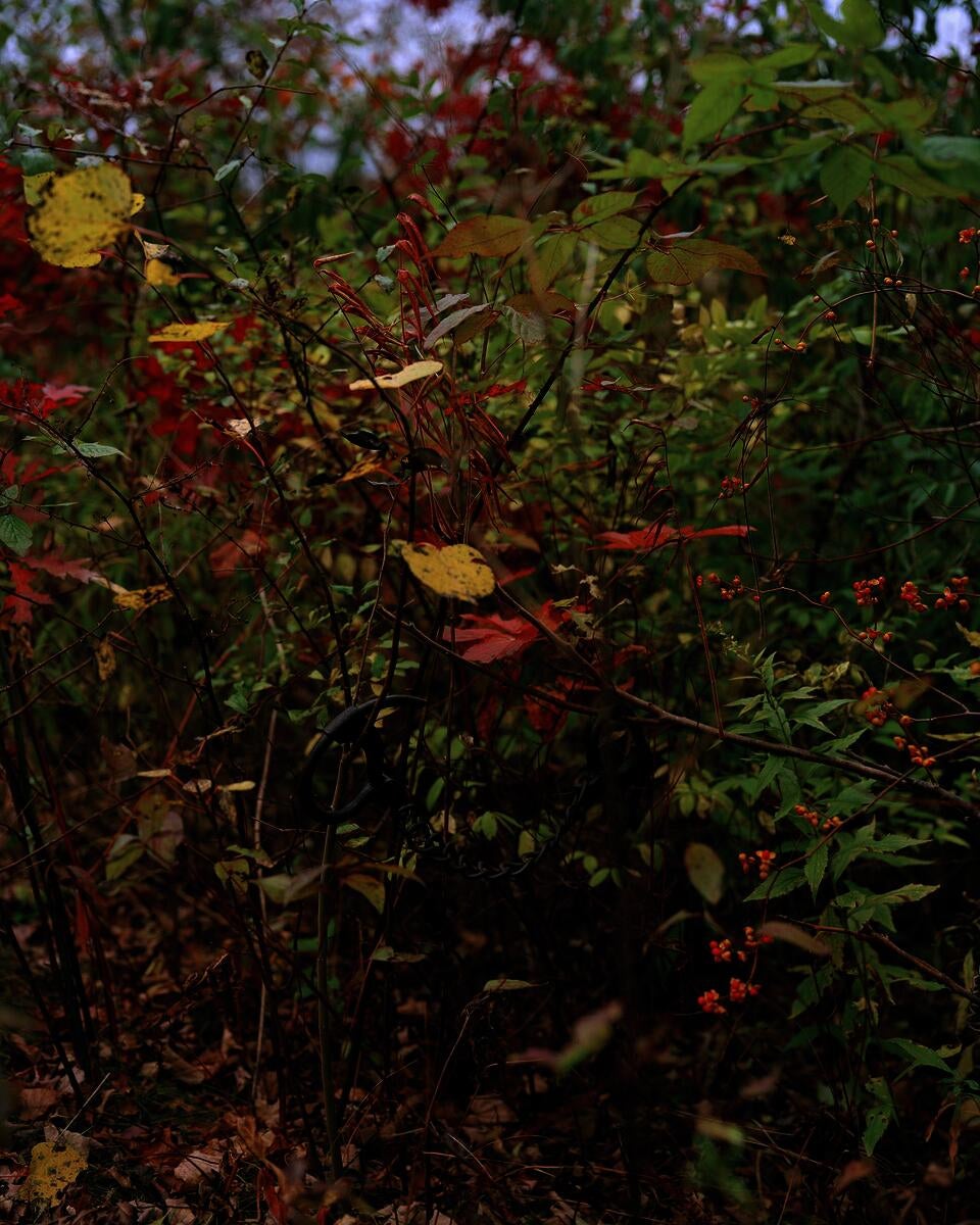 Photograph of manacle cuffs hidden inside a dense bush. 