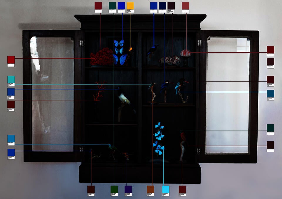 Poster of installation featuring a taxidermy collection studied through a framework of color theory.