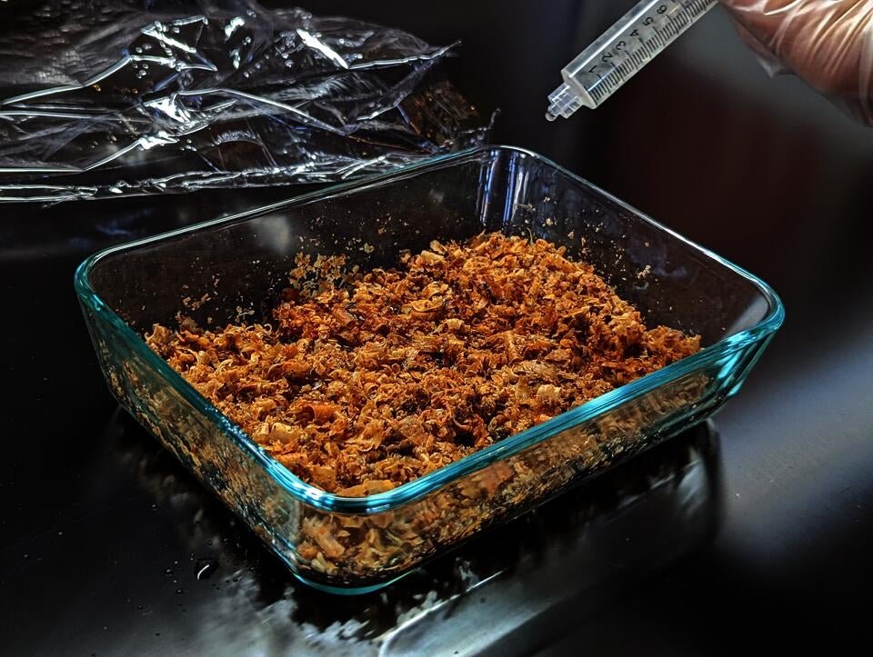 A syringe dropping liquid culture of oyster mushrooms into a substrate prepared in a glass dish