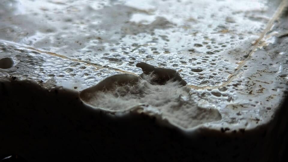 A macro photograph of white fibrous 'hyphae' growing as part of the mycelium network