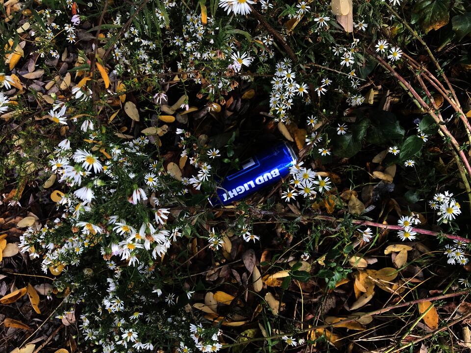 A blue Bud Light can lays among yellow and white flowers and green and brown leaves.