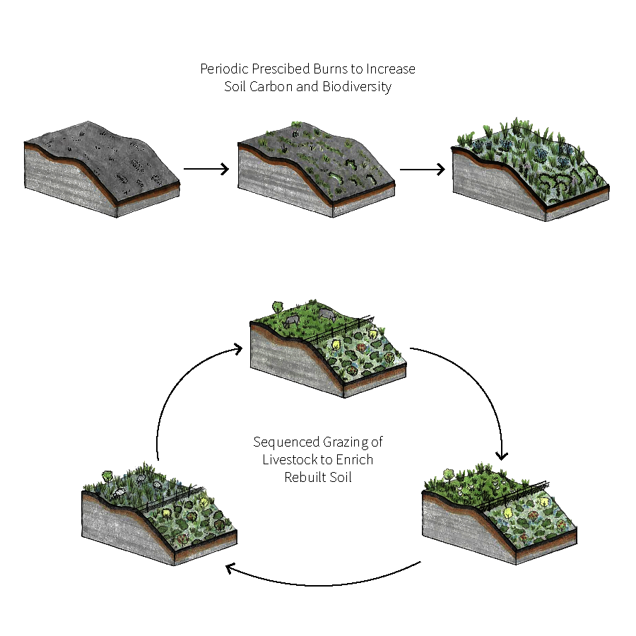 Linear sequence of using fire to enrich soils followed by a cyclical sequence of rotational grazing to increase biodiversity and fertility
