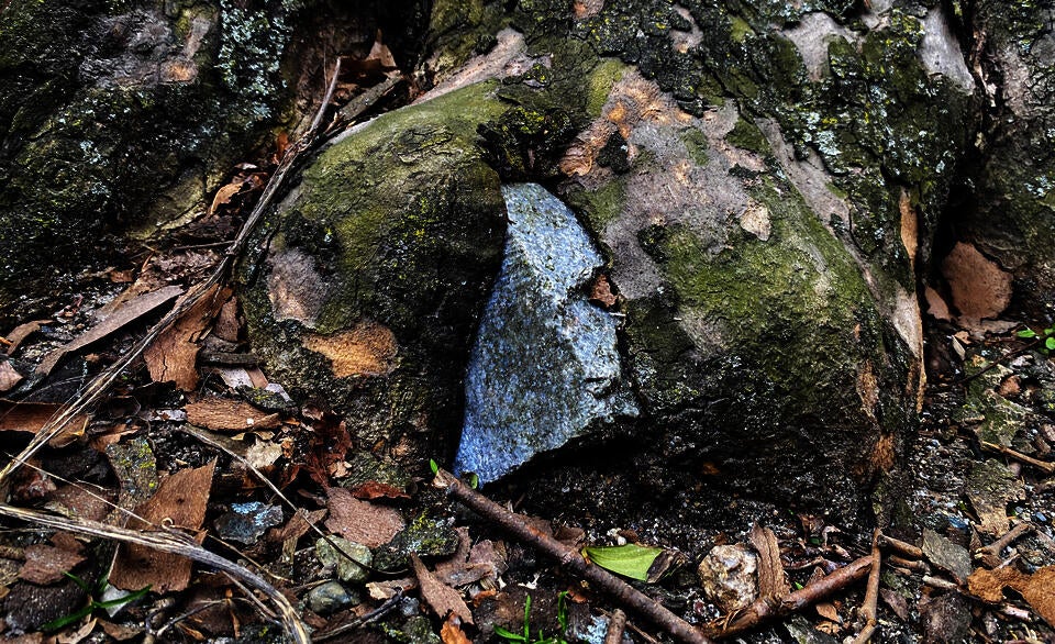 A photograph of a tree that has grown around a stone. 