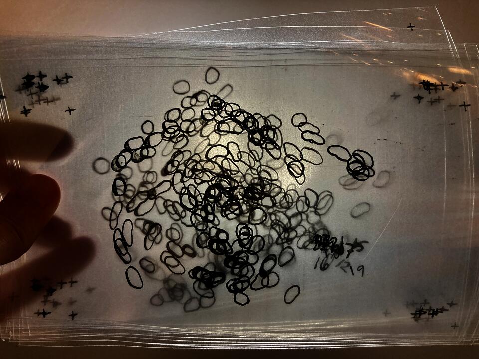 Many animation frames drawn on sheets of transparency are held up to the light. The small ink shapes are seen colliding through these transparent layers. The frames are numbered.