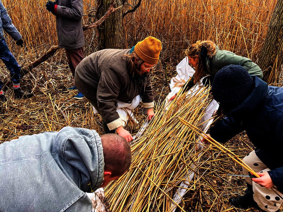 People gathered, harvesting Phragmites at the RISD Farm