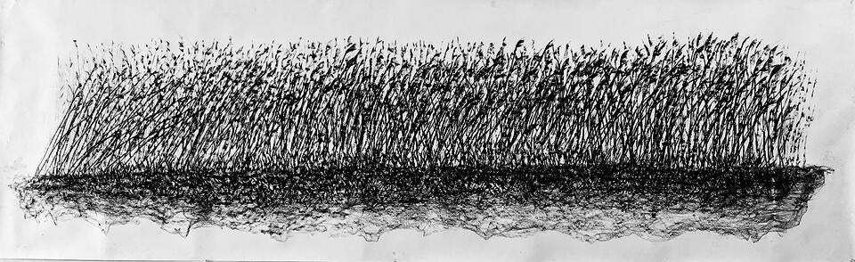 A large charcoal drawing of a wave of Phragmites