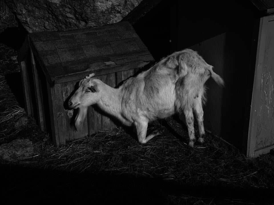 Black and white photograph of a goat sitting in the sun, laying down only on its first legs, surrounded by geometric shapes and shadows