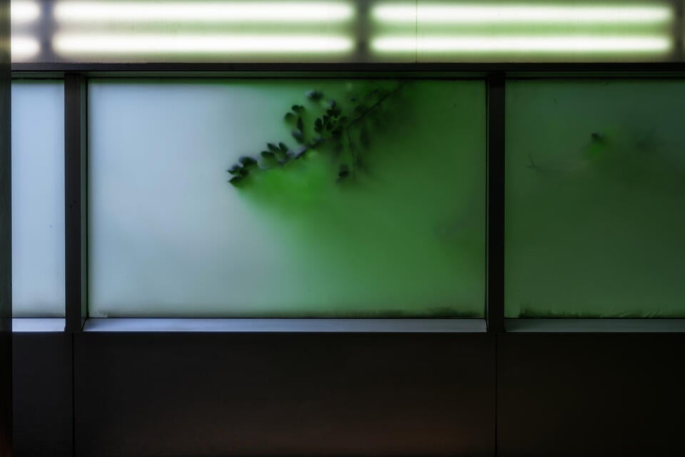 Green leaves in-between the subway station and highway.