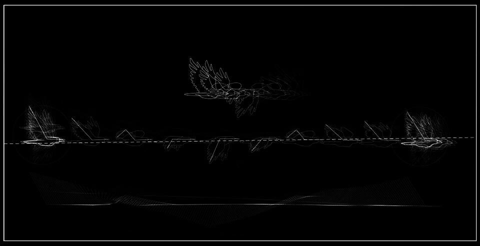 A drawing showing the flight of a bird through out differing stages. The drawing has a black background with white line-work.