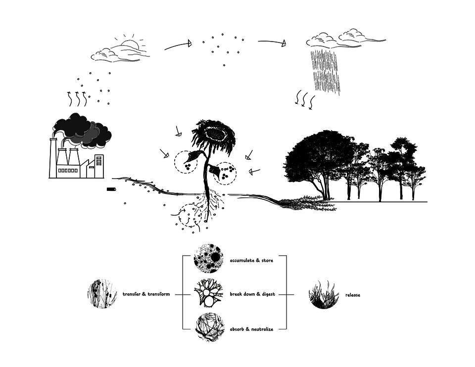 Process of Phytoremediation