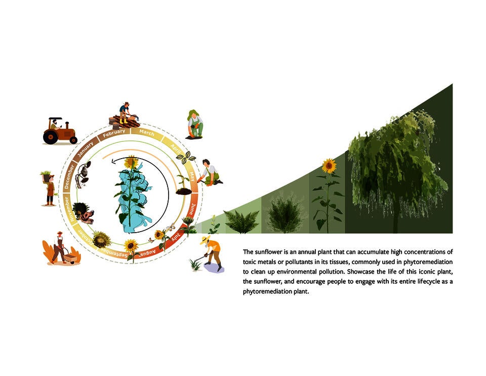 The sunflower is an annual plant that can accumulate high concentrations of toxic metals or pollutants in its tissues, commonly used in phytoremediation to clean up environmental pollution. Showcase the life of this iconic plant, the sunflower, and encourage people to engage with its entire lifecycle as a phytoremediation plant.