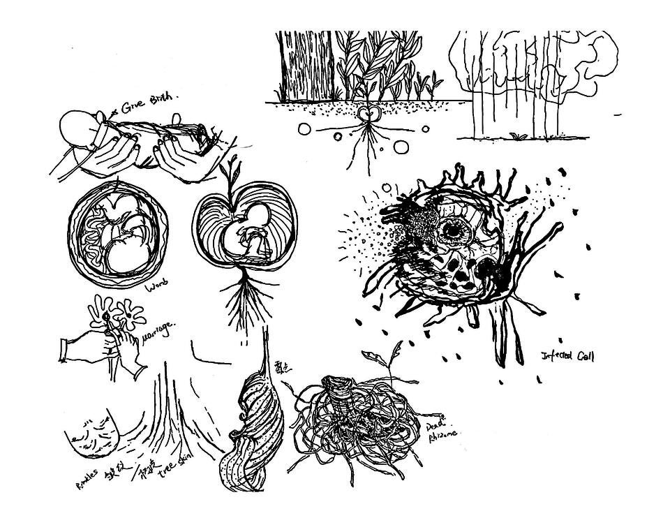 Analygous Sketch: Plants and Human Shared lmportant Life Moments