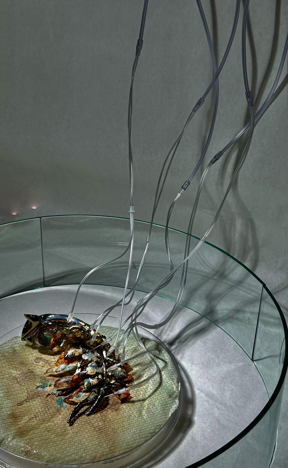 Speculative installation of a decaying biotech ear device