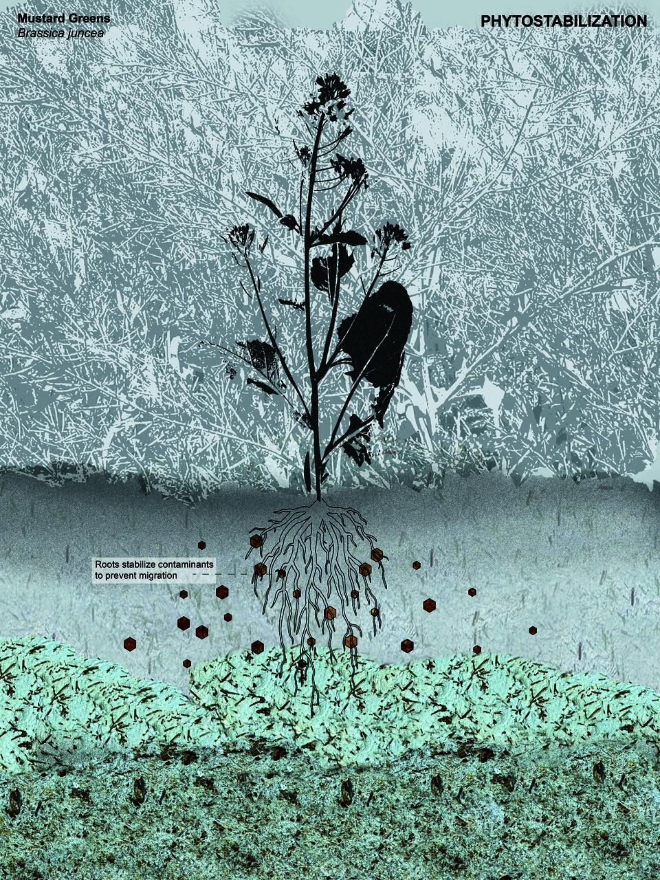 Mustard greens grow from contaminated soil, depicted with pulp textures. Their roots are shown stabilizing dioxins.
