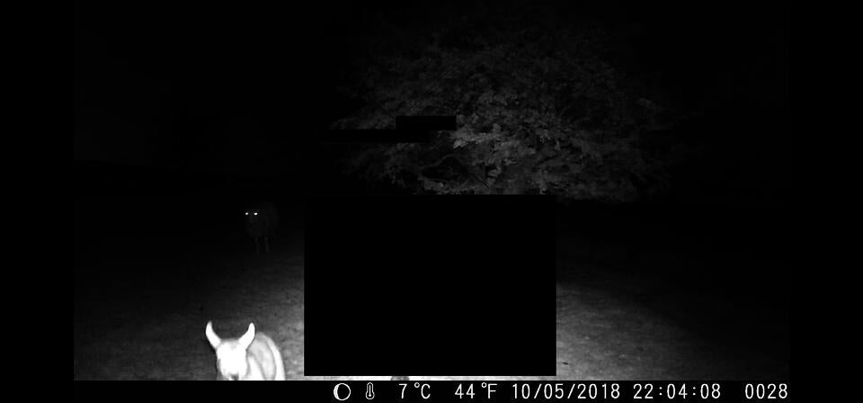 Black and white mage of sheep in a field from field camera overlaid with black marks, as if document redactions
