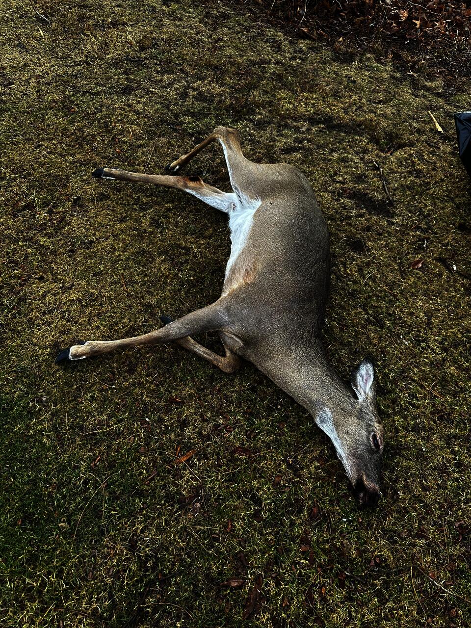 Roadkilled white-tailed deer found by the artist