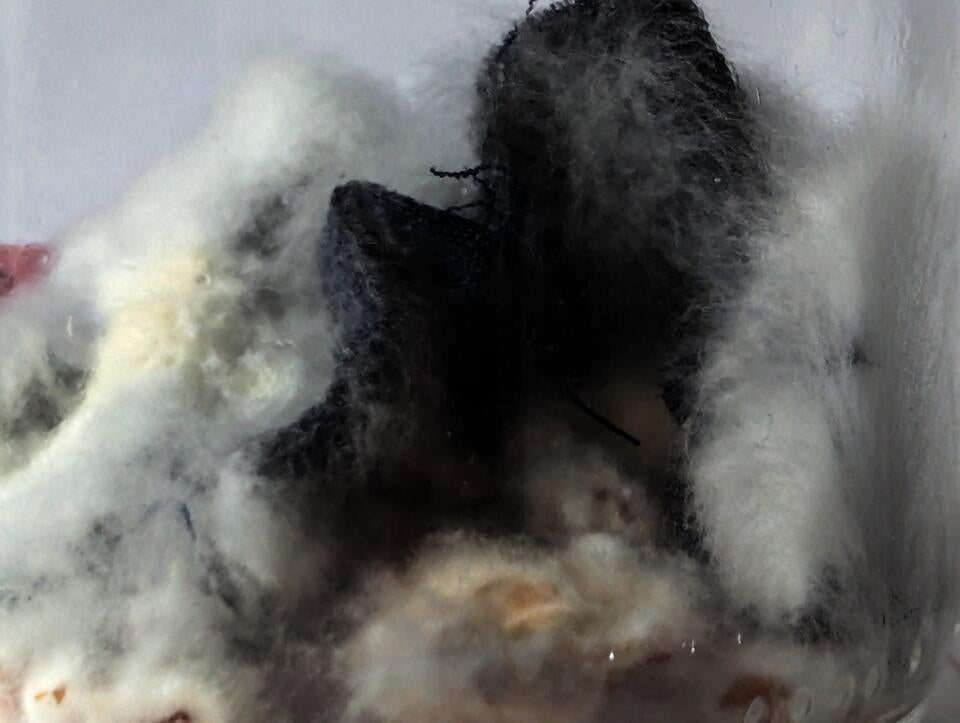 Jar containing white mycelium visibly colonizing a strip of polyester fabric inside a controlled experimental environment.