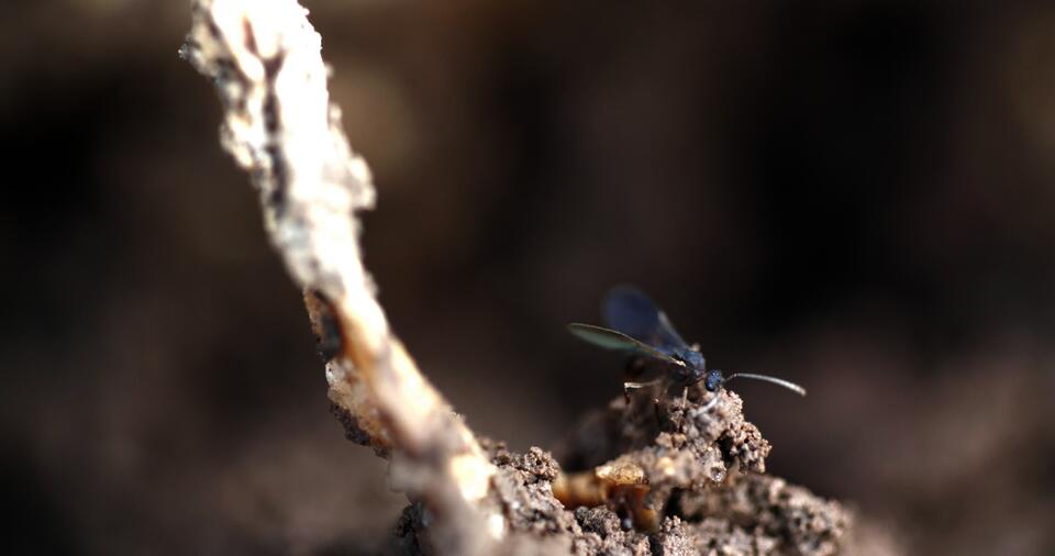 Screenshot of Liminal, 2009, by Peruvian filmmaker Maya Watanabe