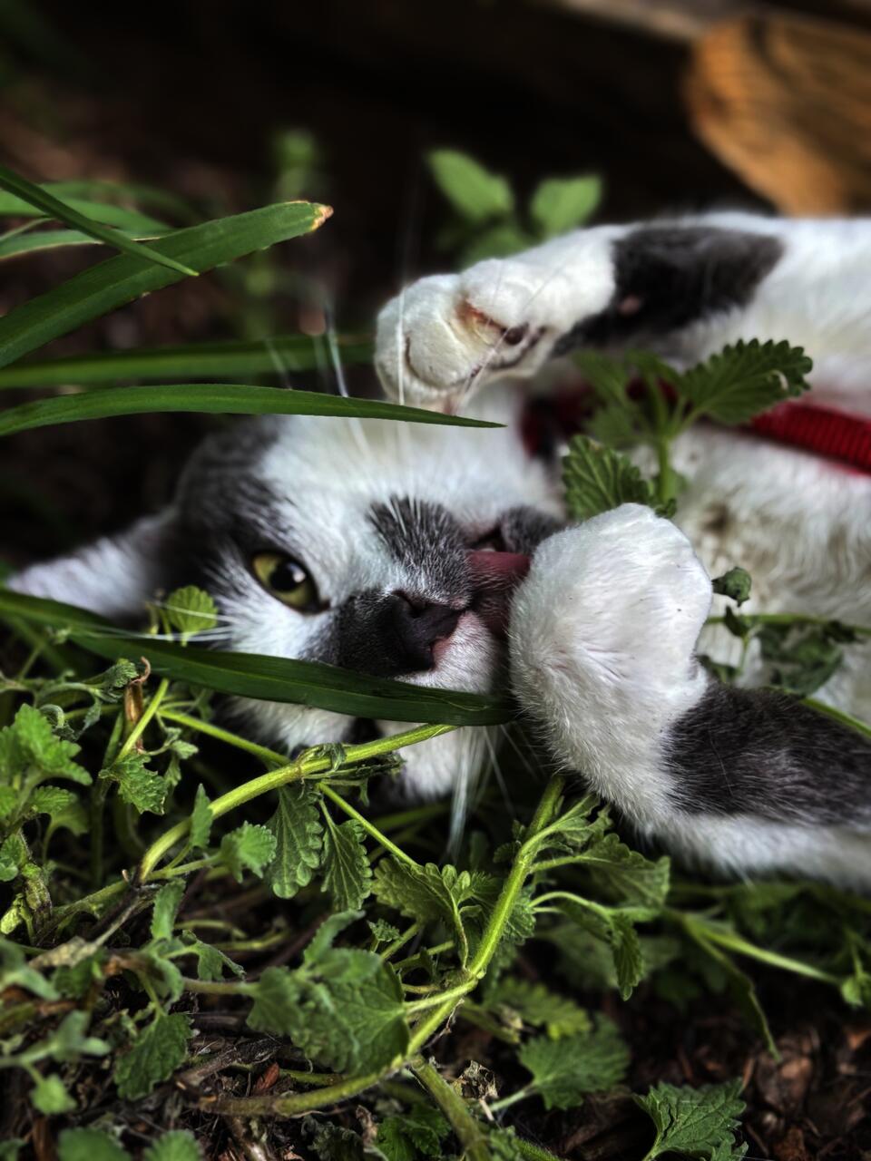 grey and white cat playing in catmint