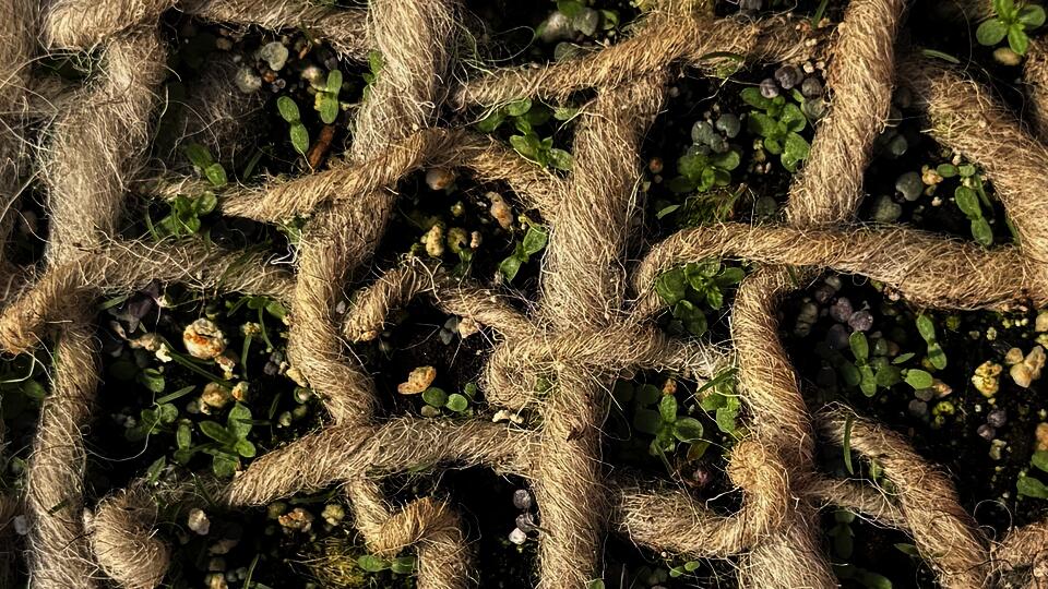 This photo is a close up of a loosely woven wool yarn on top of soil, with seeds sprouting in the gaps between the weave.