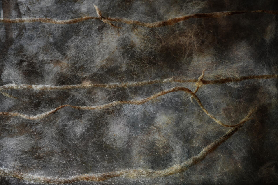 A close-up of a translucent raw wool skin with thin, irregular felted strands of fiber running horizontally across the image. The material appears soft and gauzy, with pale gray, cream, and muted brown tones.