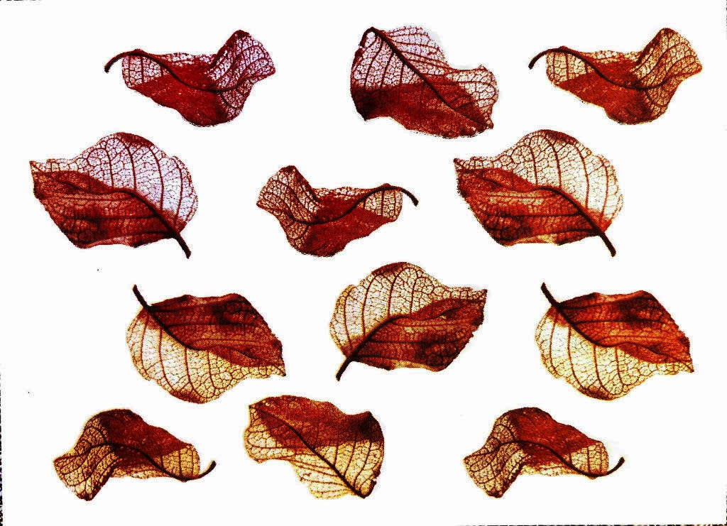 a silkscreen print of thirteen threadbare leaves arranged in loose rows, each curled differently. Colors shift from deep red at the top to warm amber at the bottom.