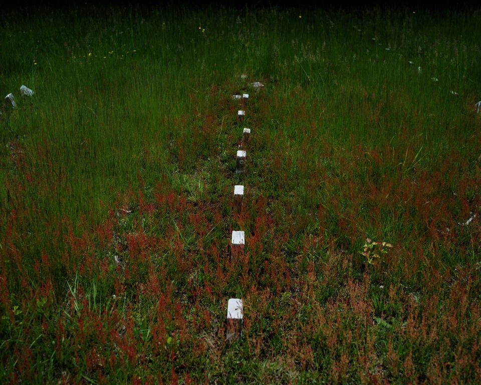 Color photograph of white marble gravestones lined up in a field of green and red grass, almost forming a straight line in the center of the frame.